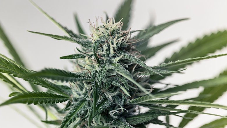 5starsstocks.com Cannabis: Complete Guide